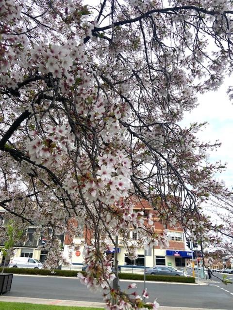 Knickerbocker Hotel Bathurst Dış mekan fotoğraf